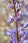 Sundial lupine